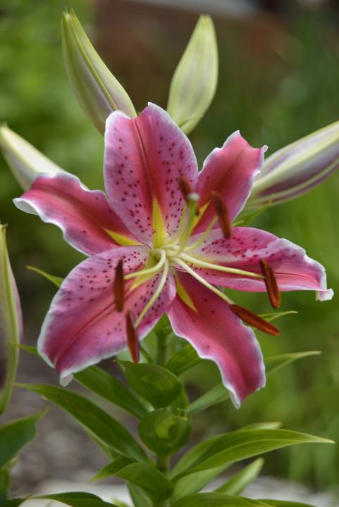 Stargazers are blooming! | Shutterbug